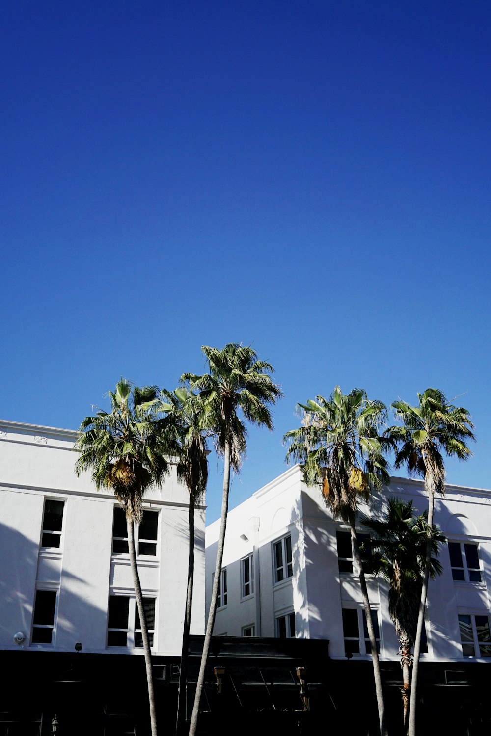 green palm tree near white concrete building during daytime