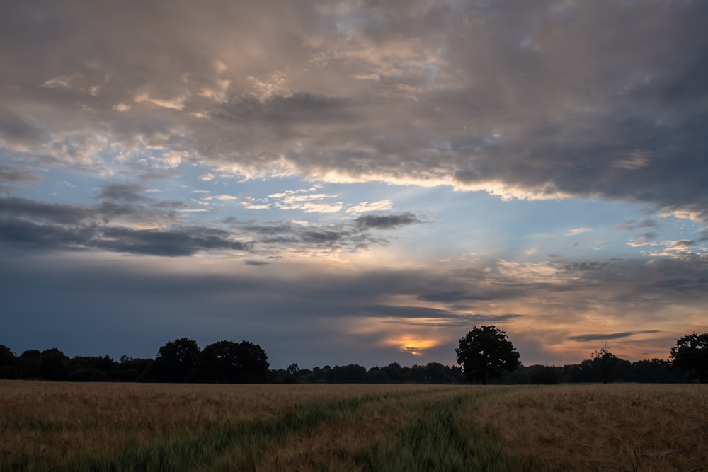 green grass field during sunset