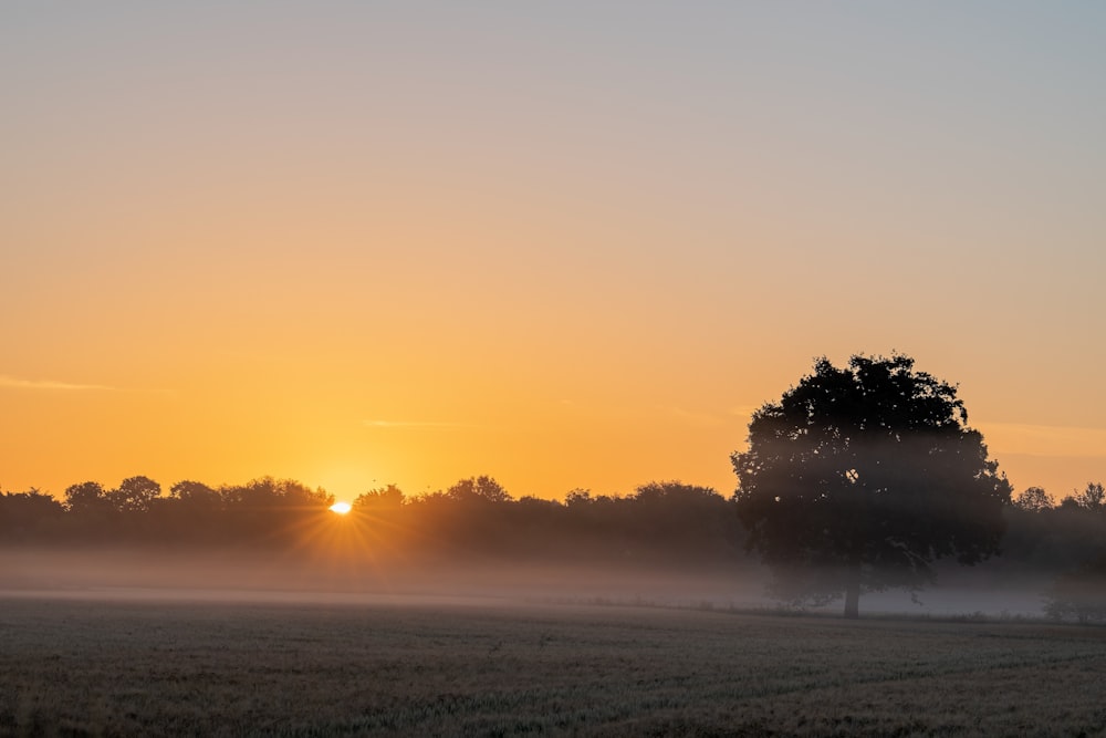 green trees on green grass field during sunset