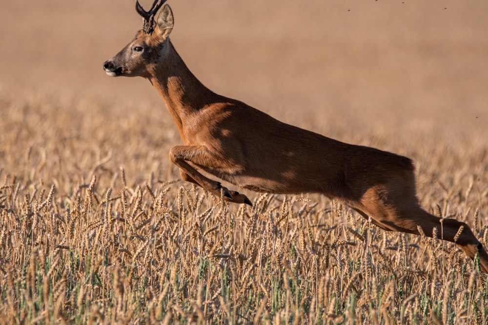 brown deer on brown grass field during daytime