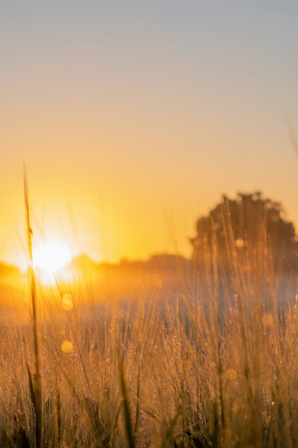 brown grass field during sunset