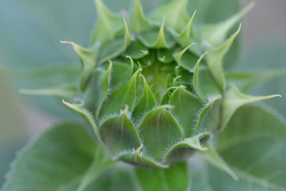 green plant in close up photography