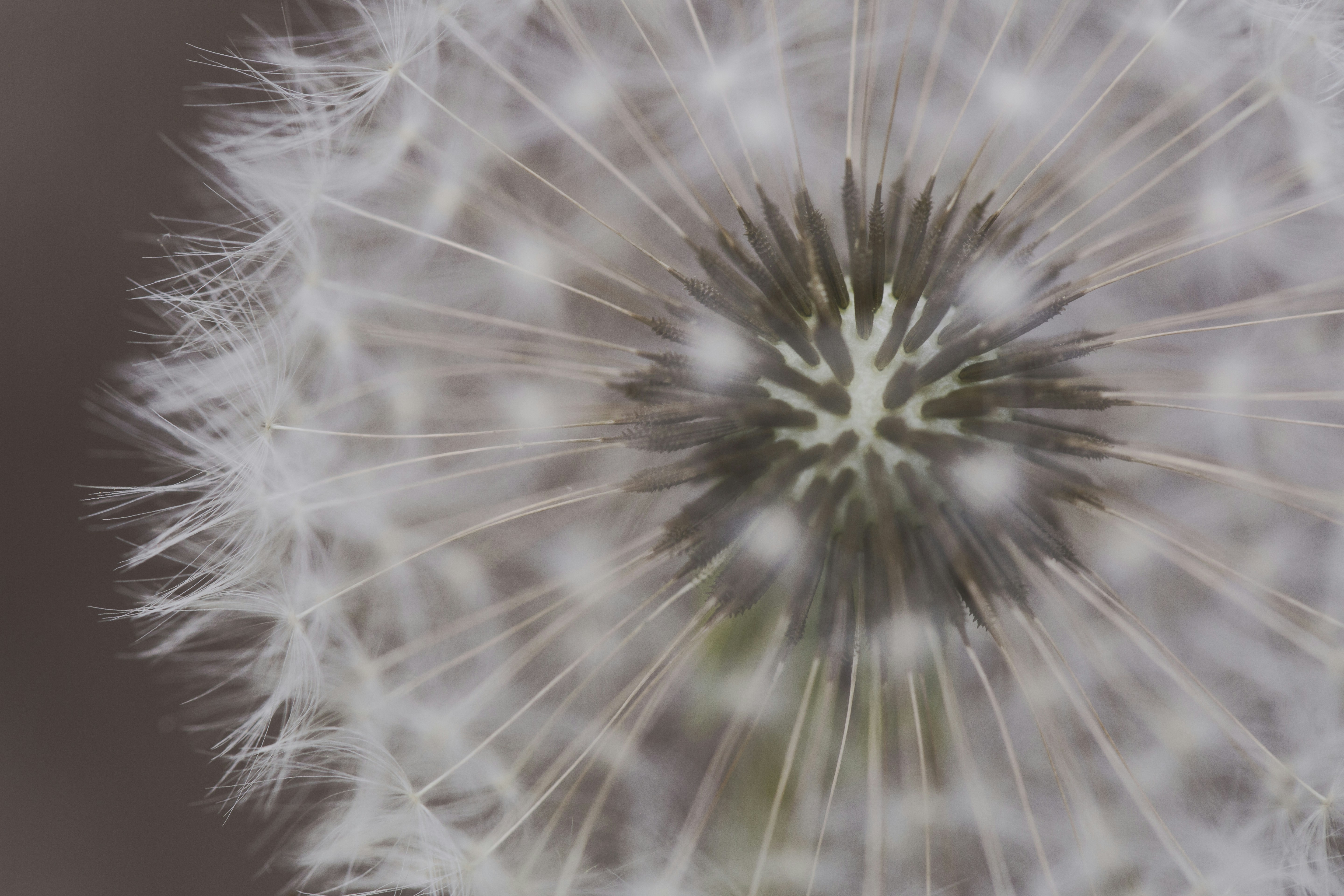 Photo by mapleseeds3