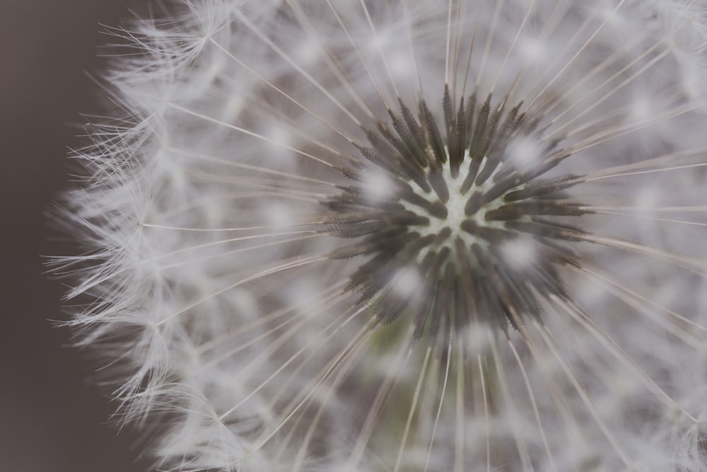 white dandelion in close up photography