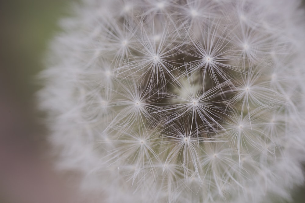 white dandelion in close up photography