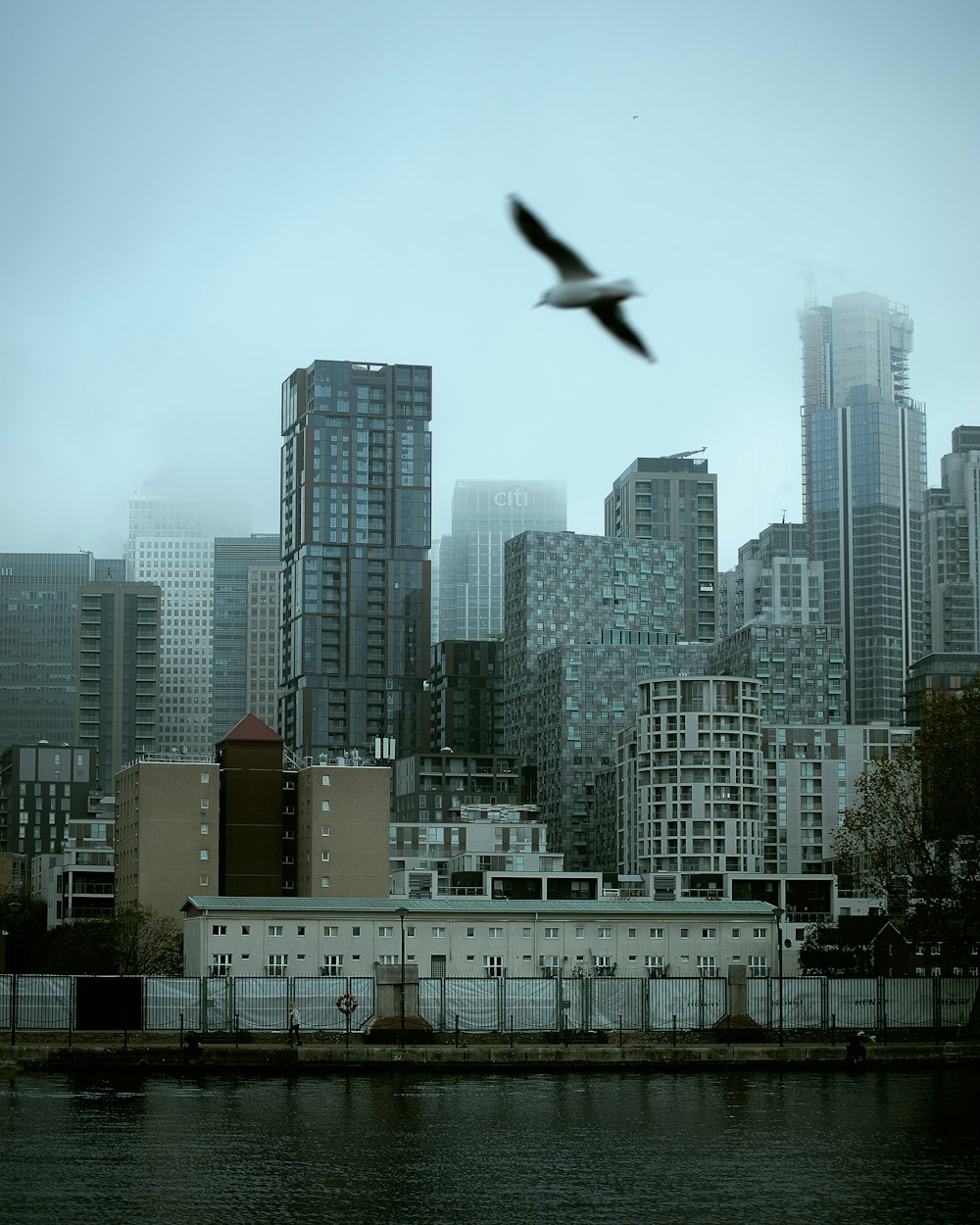 bird flying over city buildings during daytime