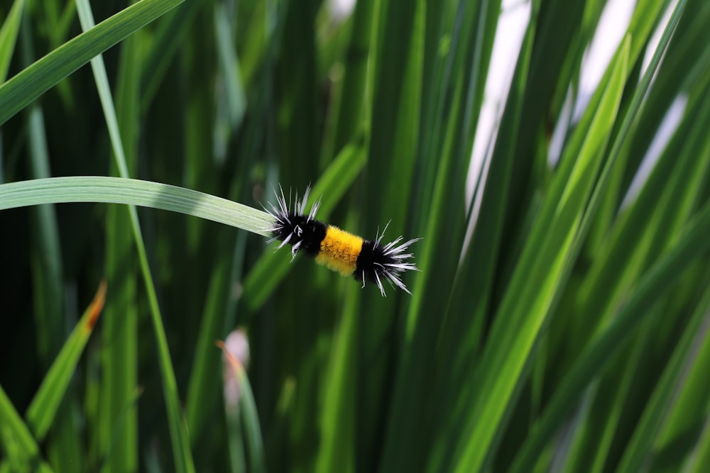 black and yellow caterpillar on green grass