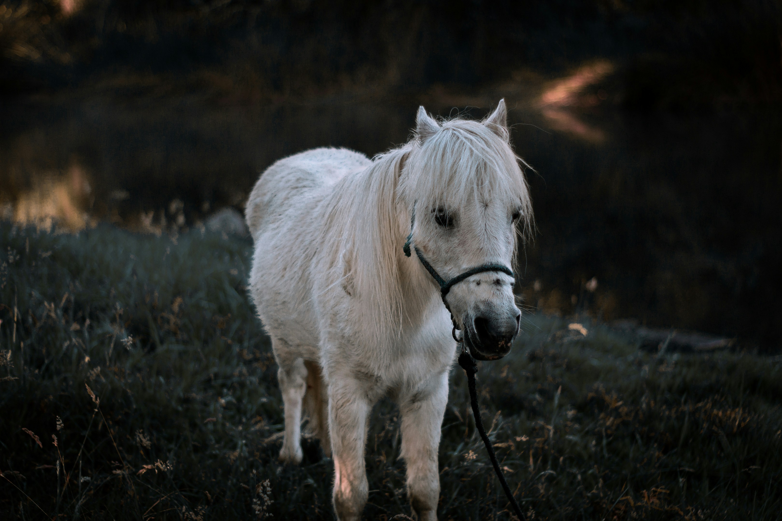 Photo by pepecherrez