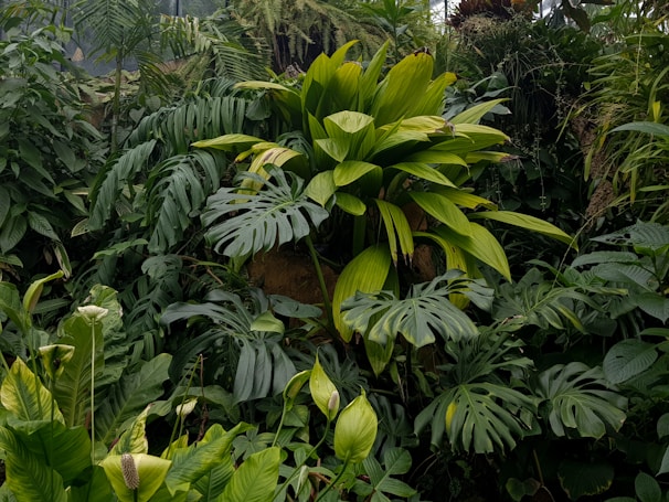 A lush collection of tropical plants with broad, vibrant green leaves and various shapes, including large, split leaves and elongated pointy leaves. The area appears dense with foliage, exhibiting a rich diversity of plant life, suggesting a humid and thriving ecosystem.
