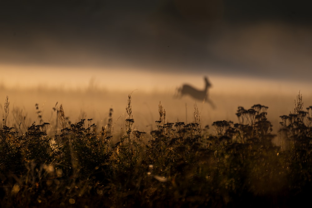 silhouette di erba durante il tramonto