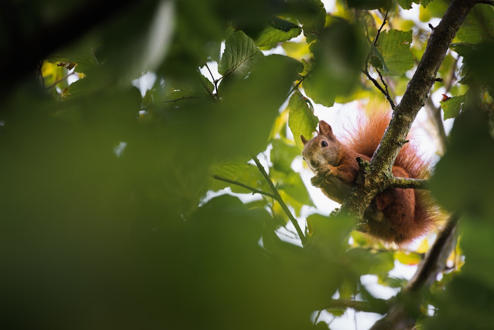 brown squirrel on tree branch