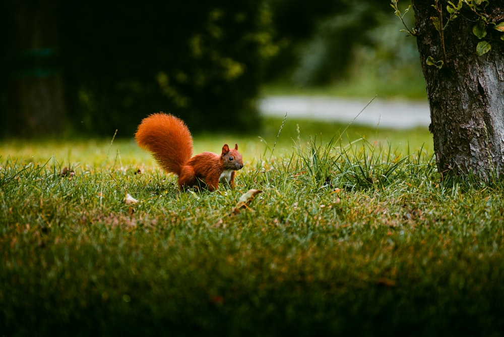 brown squirrel on green grass during daytime