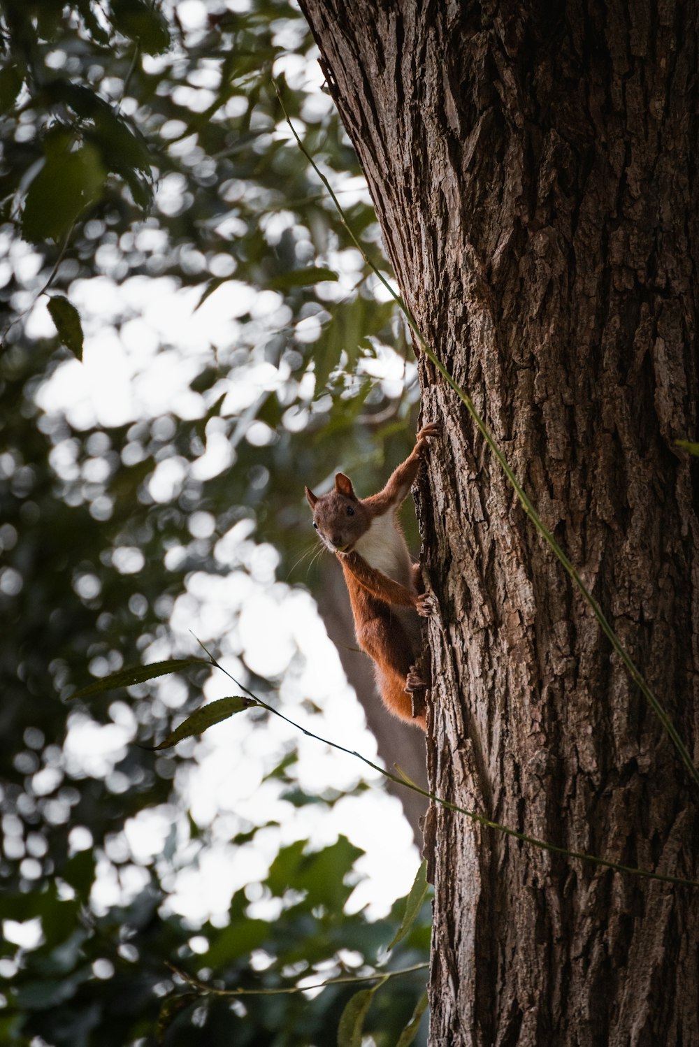 brown and white cat on tree during daytime