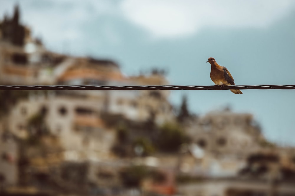 a bird sitting on a wire with a city in the background