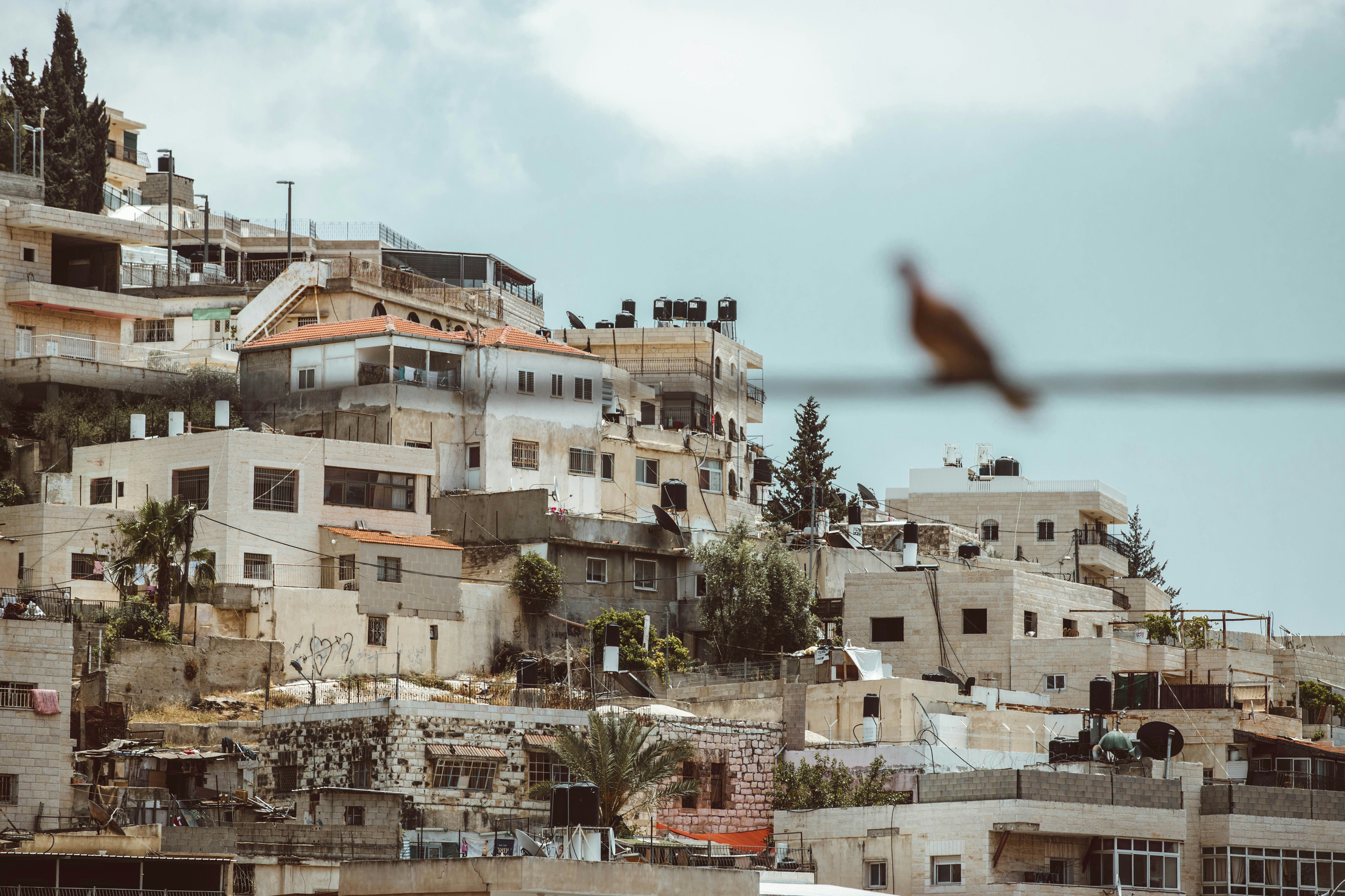 bird flying over the city during daytime