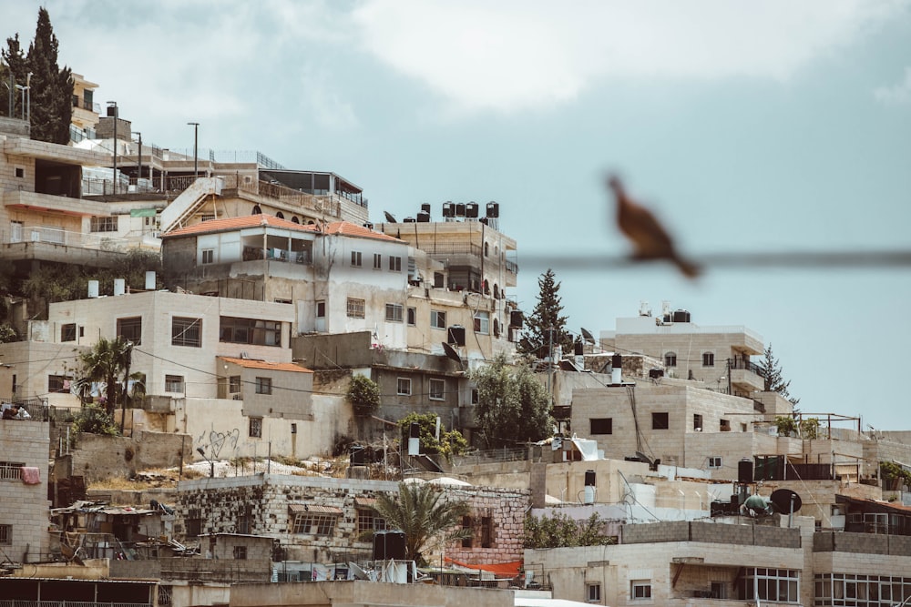 bird flying over the city during daytime