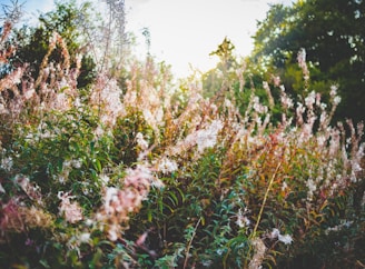Vibrant flowers blooming in a lush green field at sunrise.