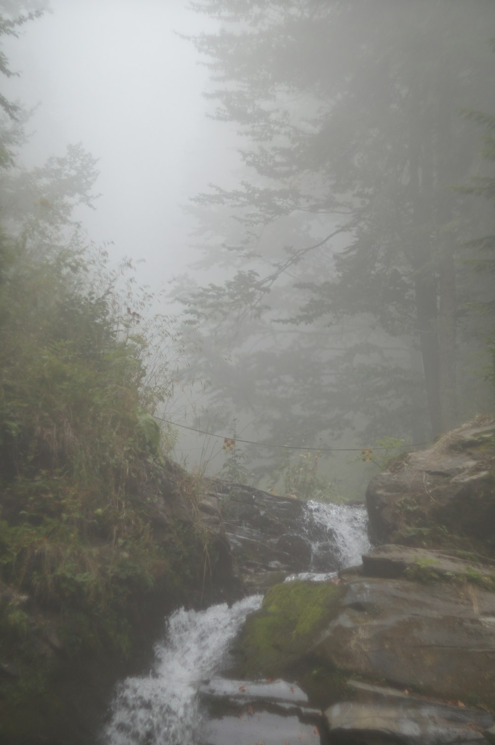 alberi verdi sulla montagna rocciosa marrone durante il tempo nebbioso