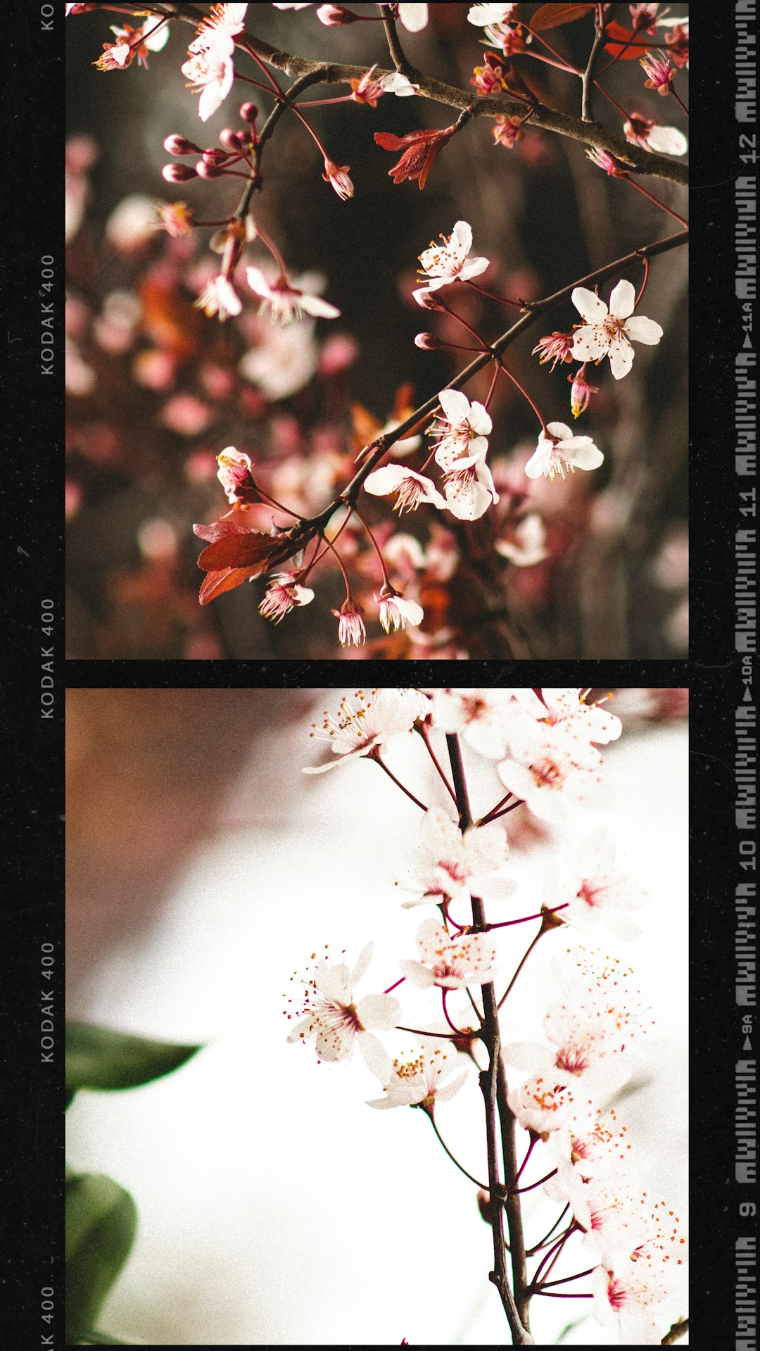 white and red flowers in tilt shift lens