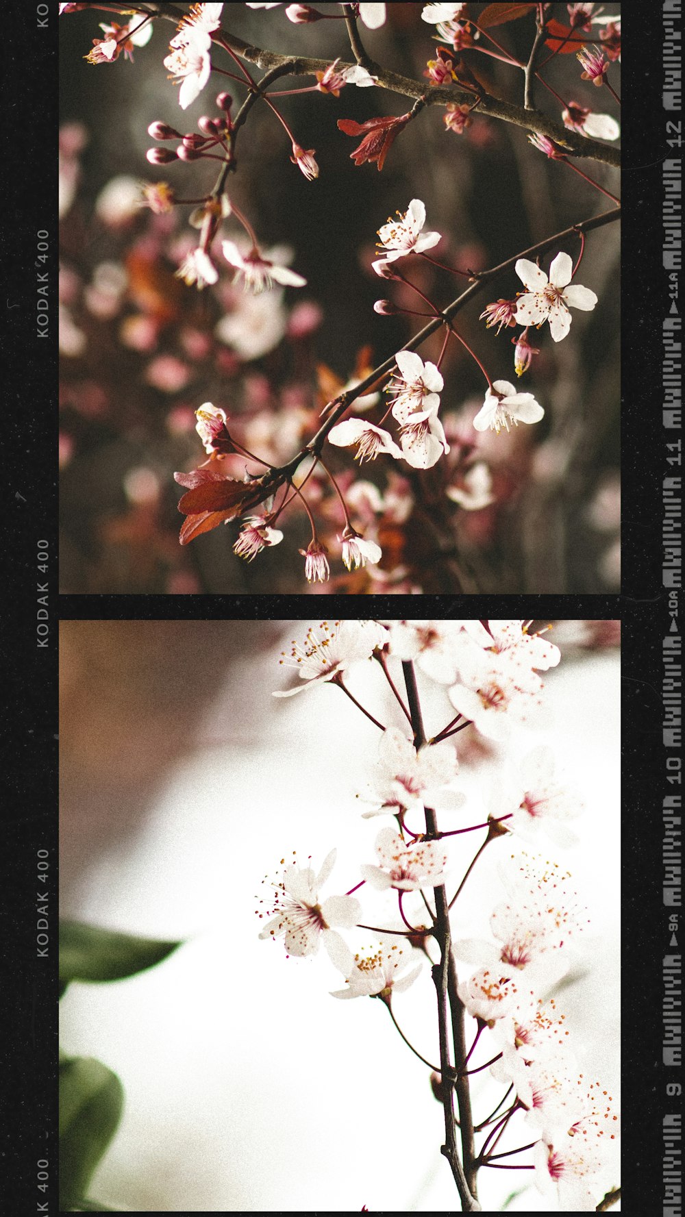 white and red flowers in tilt shift lens