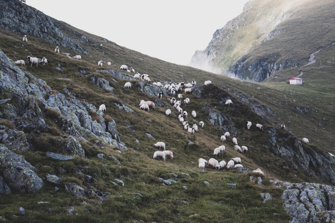 Highland photo spot VÃ¢rful Moldoveanu Moieciu de Sus