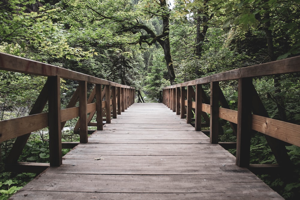 brown wooden bridge in forest during daytime