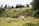 A serene landscape features a grassy hillside adorned with various trees and bushes. A white horse stands calmly in the foreground, surrounded by wildflowers and greenery. The background reveals a fenced area with more lush trees and rolling hills under a cloudy sky.