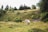 A serene landscape features a grassy hillside adorned with various trees and bushes. A white horse stands calmly in the foreground, surrounded by wildflowers and greenery. The background reveals a fenced area with more lush trees and rolling hills under a cloudy sky.