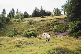 A serene landscape features a grassy hillside adorned with various trees and bushes. A white horse stands calmly in the foreground, surrounded by wildflowers and greenery. The background reveals a fenced area with more lush trees and rolling hills under a cloudy sky.