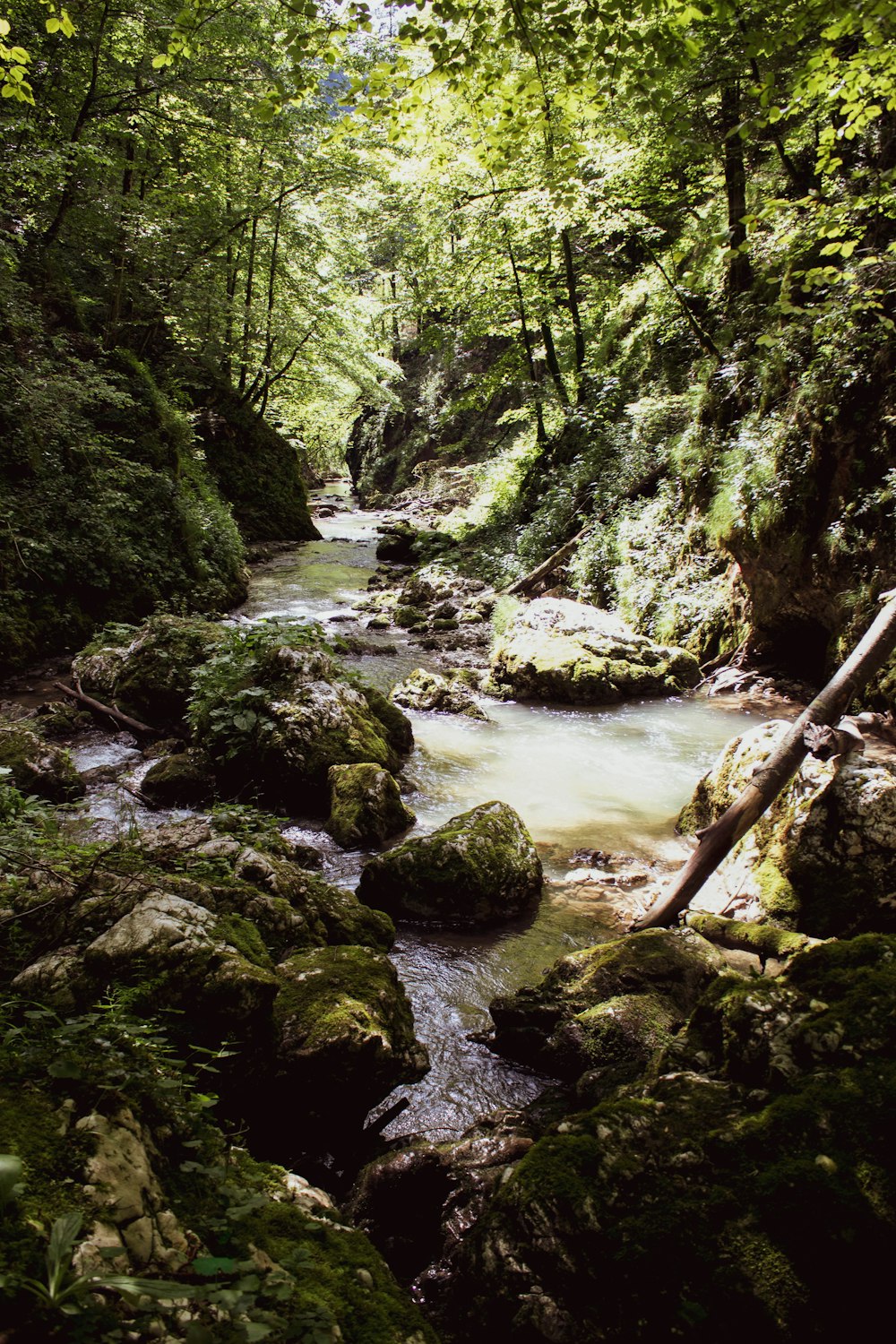green moss on rocks on river