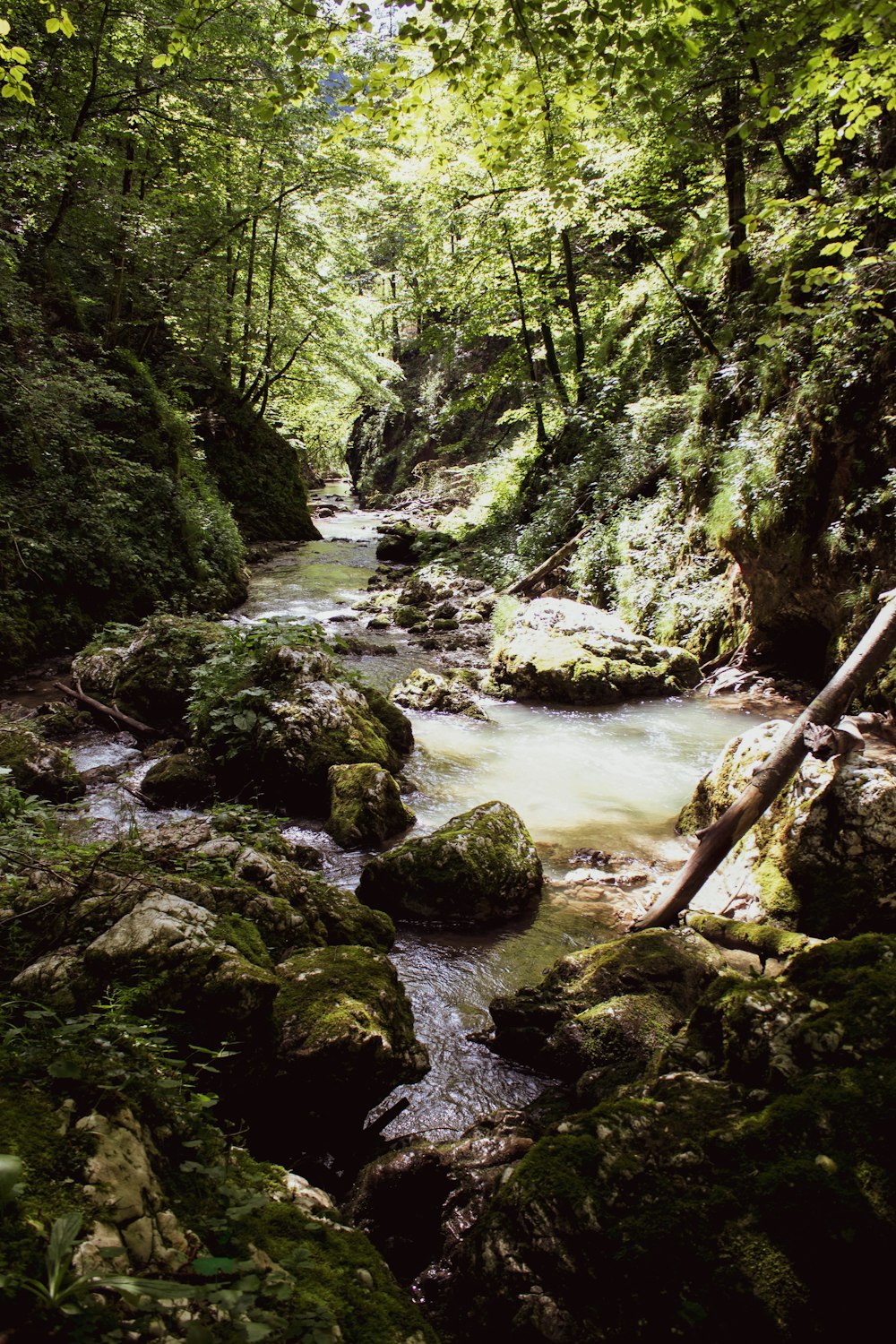 Grünes Moos auf Felsen am Fluss