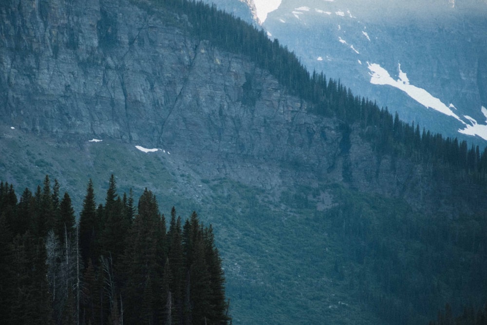 green pine trees near mountain during daytime