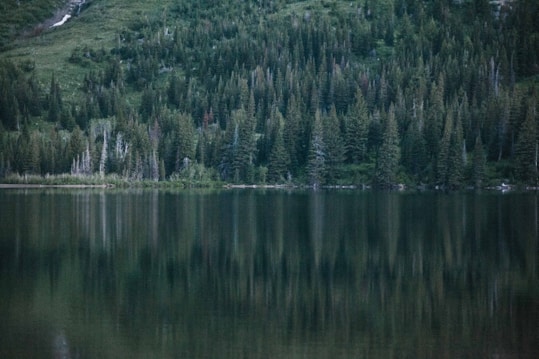 A serene landscape featuring a calm lake with a perfect reflection of dense evergreen trees along the shoreline. The surrounding forest is lush and green, conveying a sense of tranquility and untouched nature.