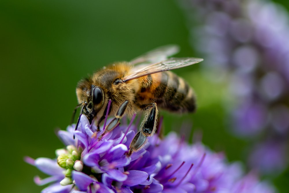 yellow and black bee on purple flower