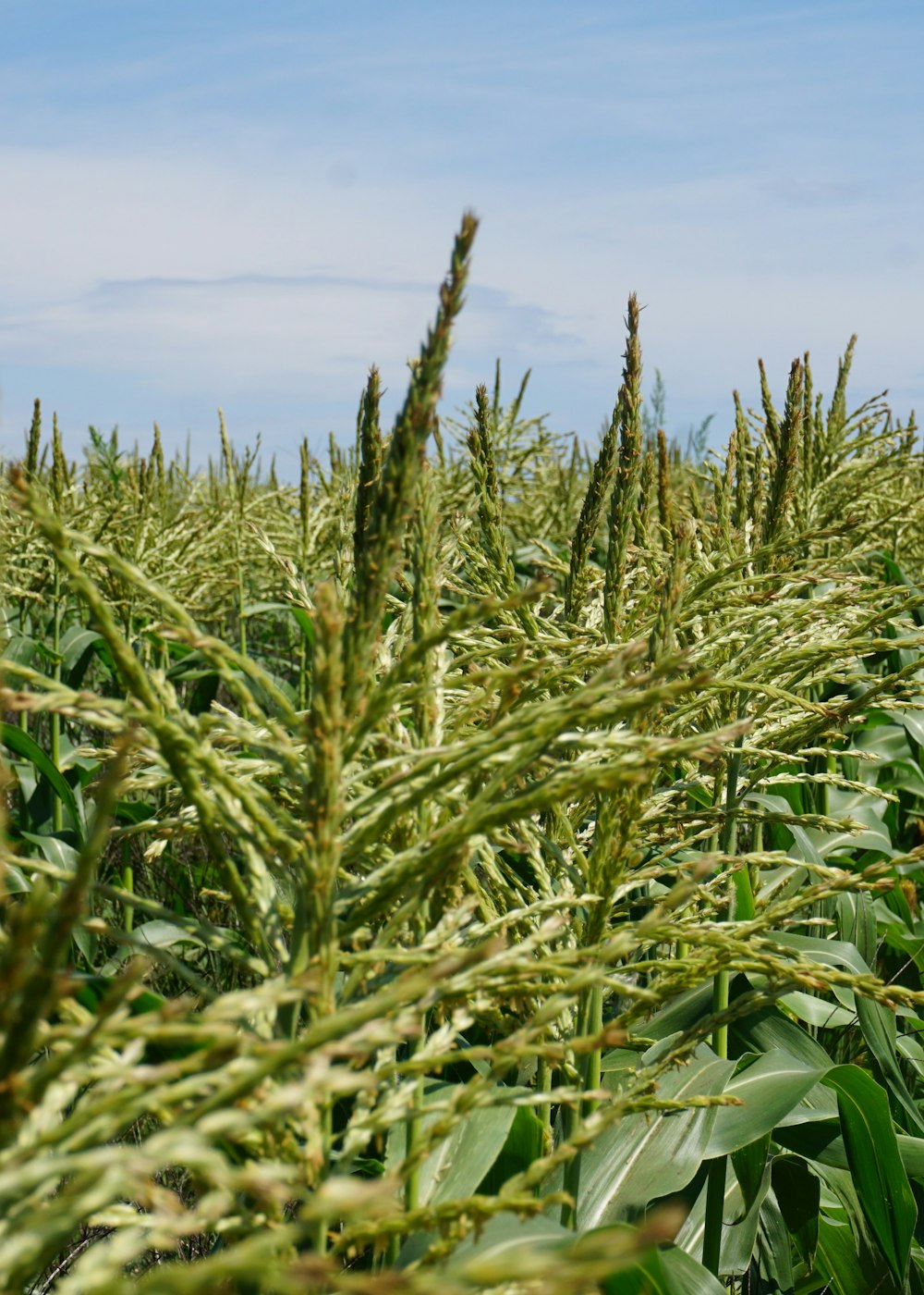 green wheat field under blue sky during daytime