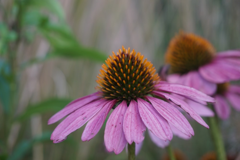 pink flower in tilt shift lens