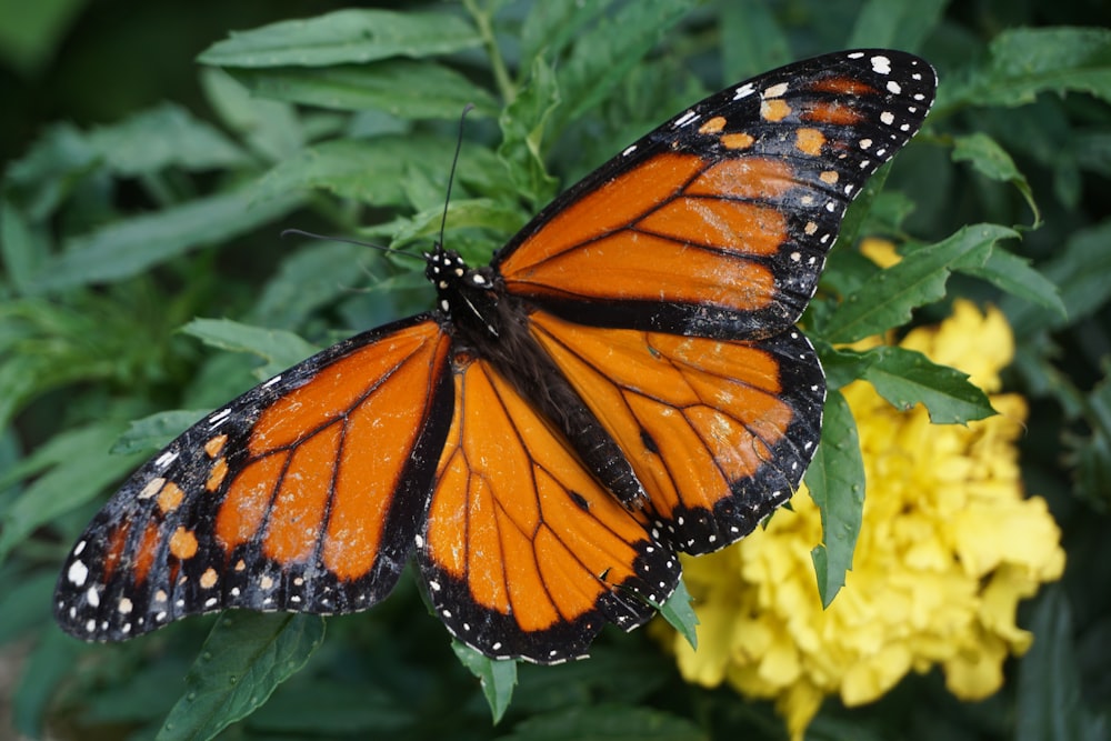 monarch butterfly perched on yellow flower in close up photography during daytime