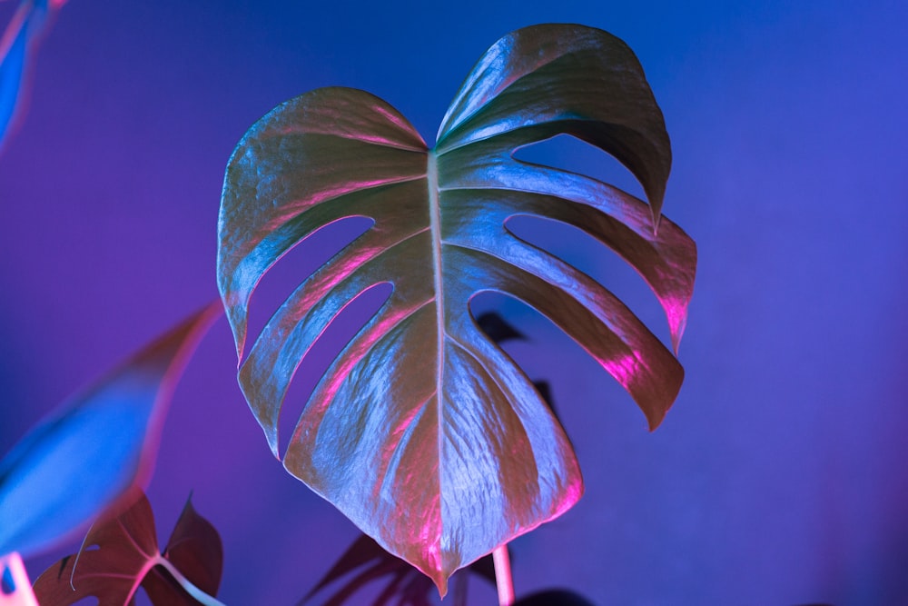 green leaf under blue sky during daytime