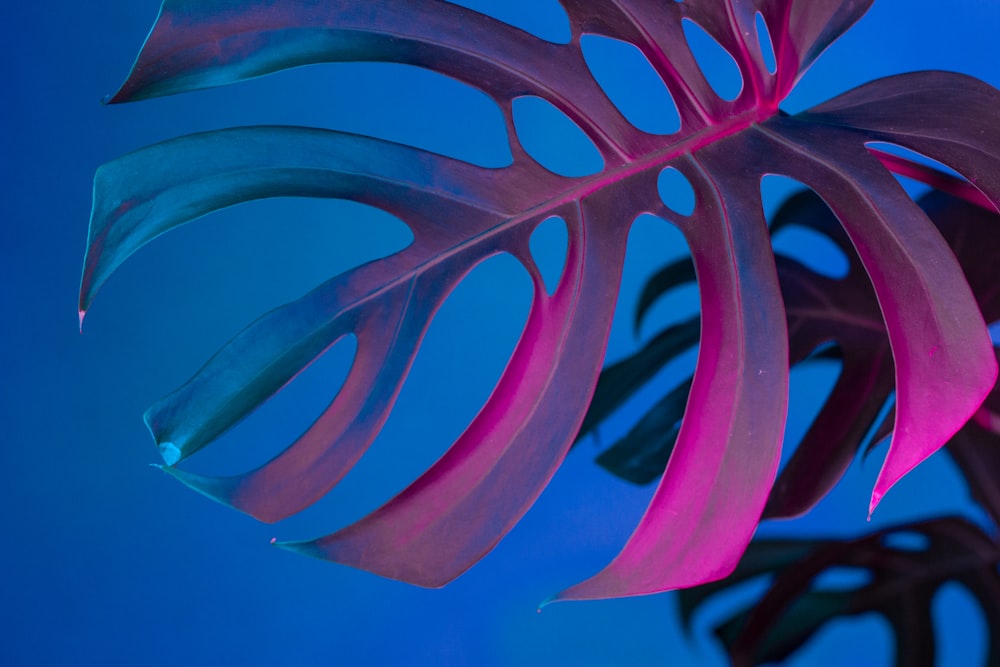 red and black leaf plant