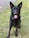 A black German Shepherd dog with a shiny coat sits attentively on green grass. Its tongue is out and eyes are bright, looking straight ahead.