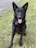 A black German Shepherd dog with a shiny coat sits attentively on green grass. Its tongue is out and eyes are bright, looking straight ahead.