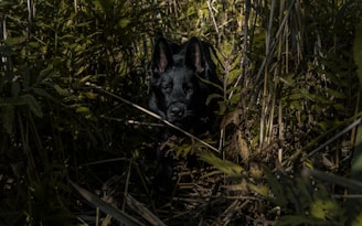 A black dog is positioned amidst dense, overgrown foliage, with its ears alert and eyes focused forward. The lighting is dim, casting shadows that create a sense of mystery as the dog emerges from the tangled greenery.