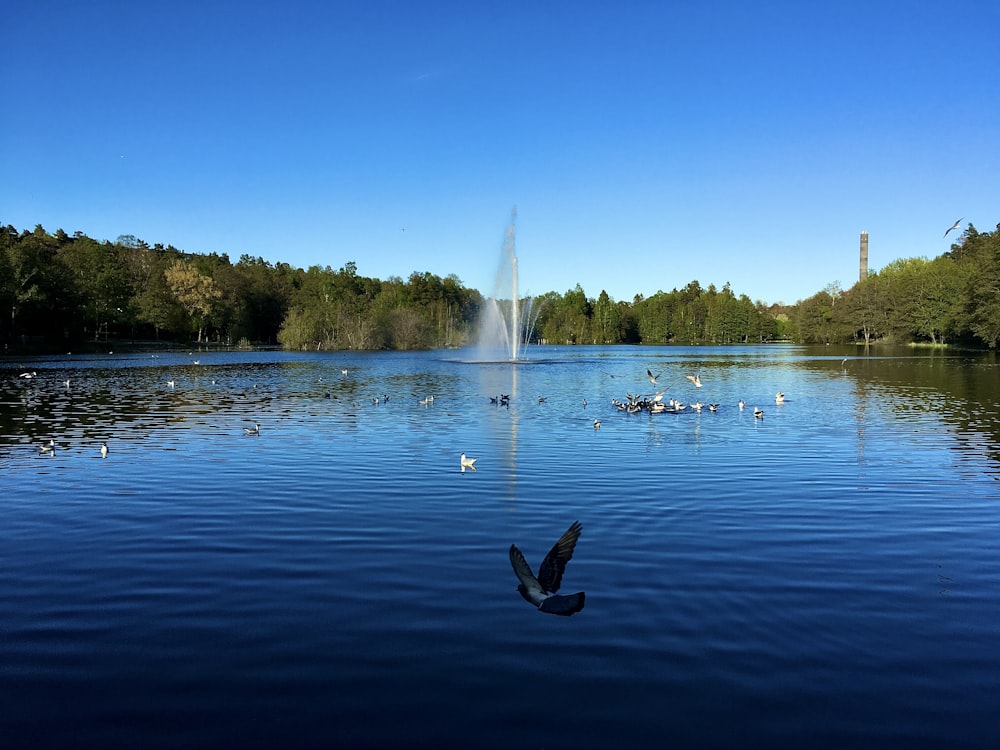 body of water near green trees during daytime