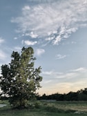 A lone tree standing tall in an open field under a cloudy sky