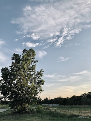A lone tree standing tall in an open field under a cloudy sky