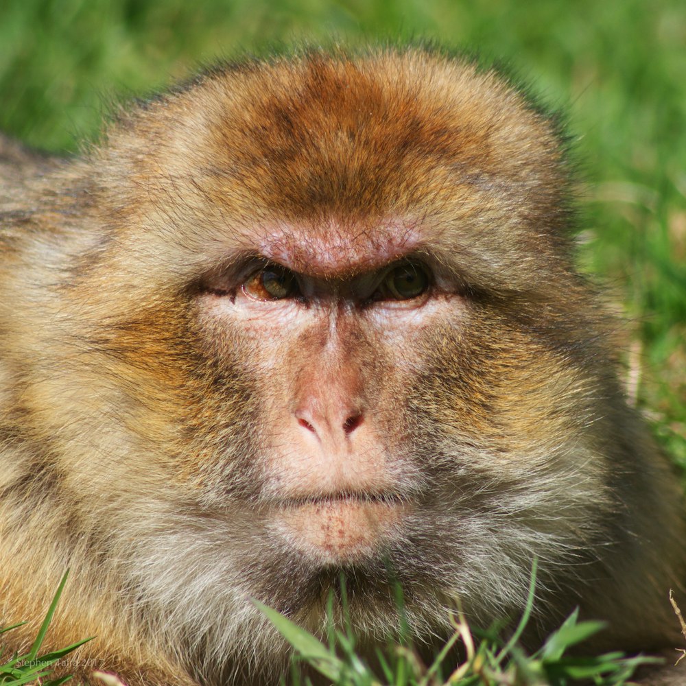 macaco marrom e bege na grama verde durante o dia