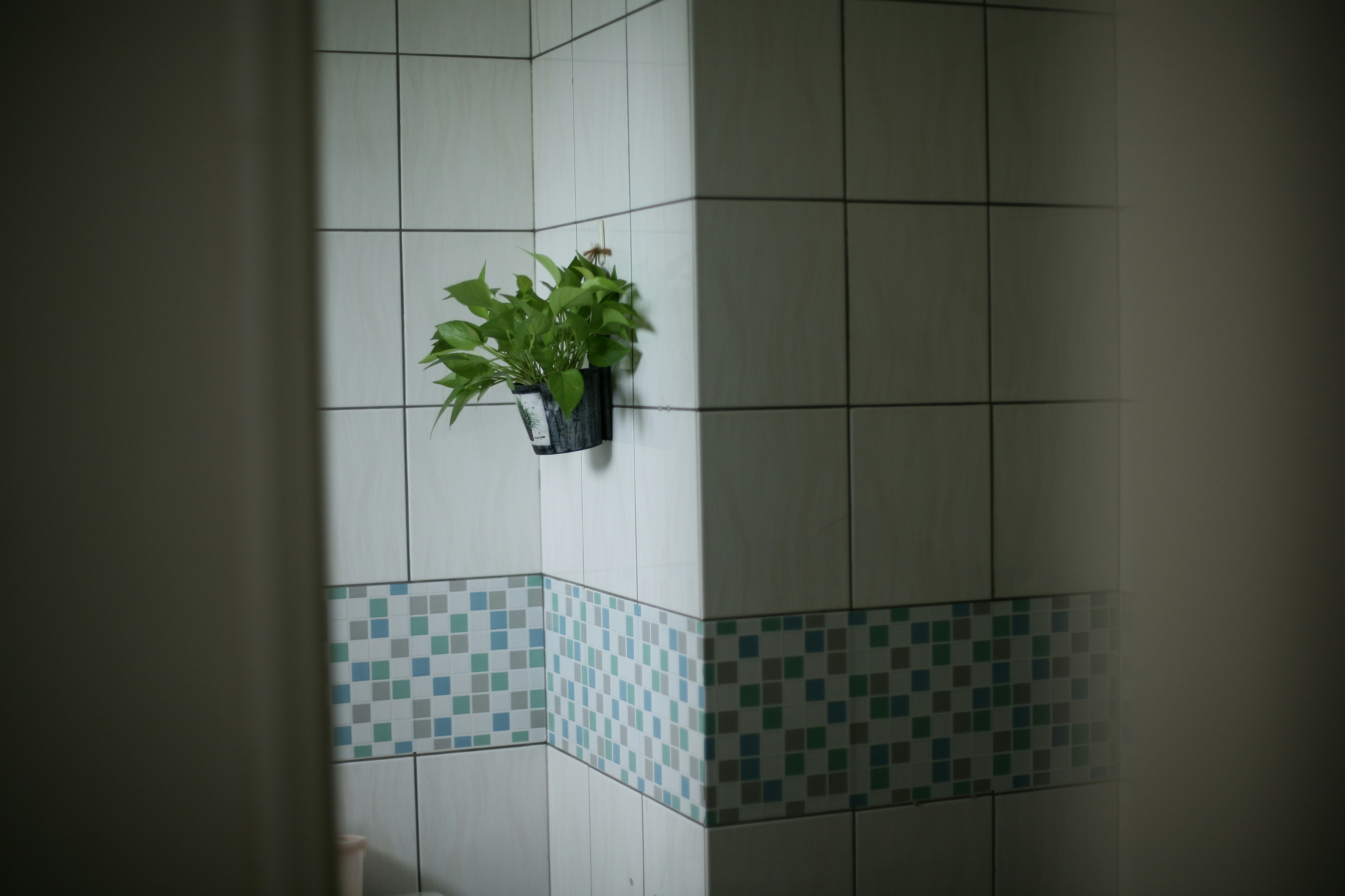 green plant in white ceramic pot