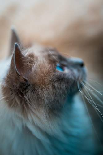 Close-up profile of a Birman cat showing a blue eye and dark facial points