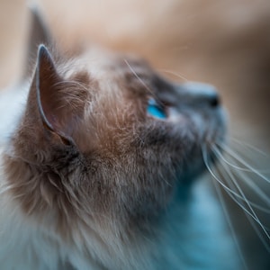 white and gray cat with blue eyes