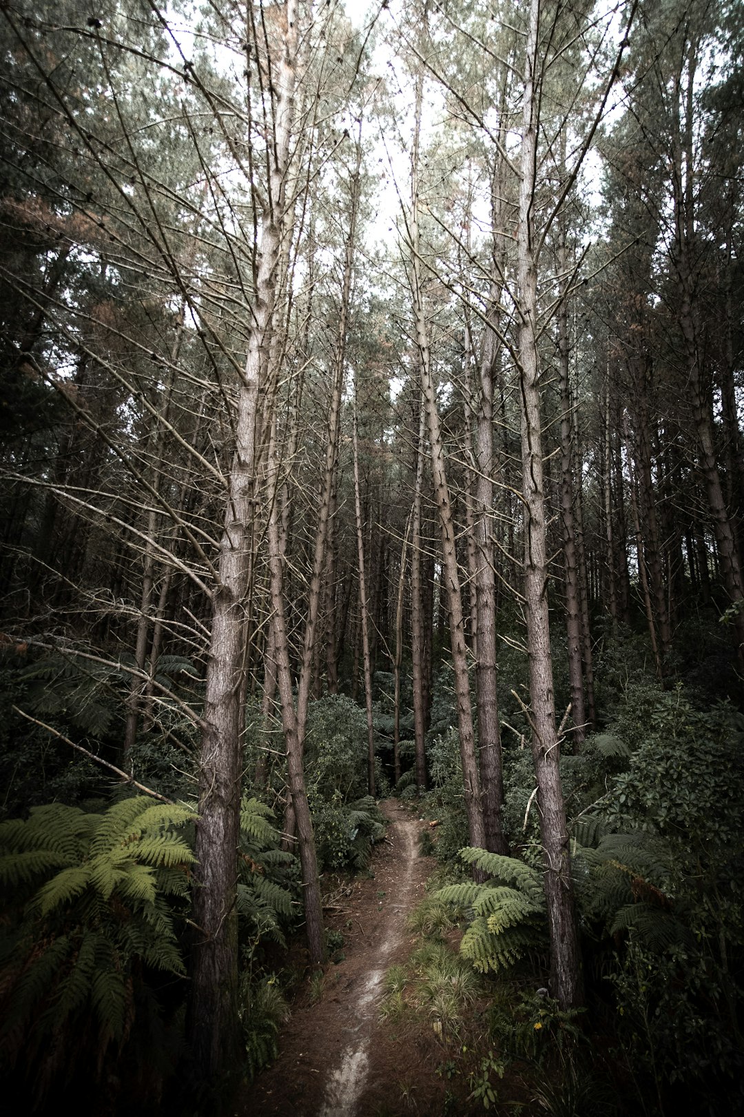 brown trees in forest during daytime